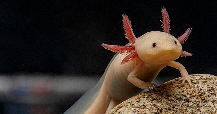 Axolotl på en stein