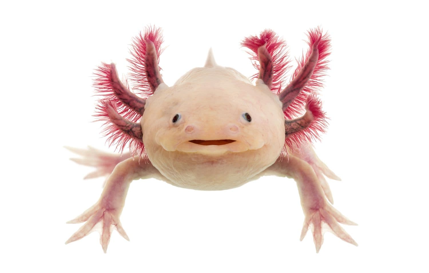 En axolotl med hvit bakgrunn