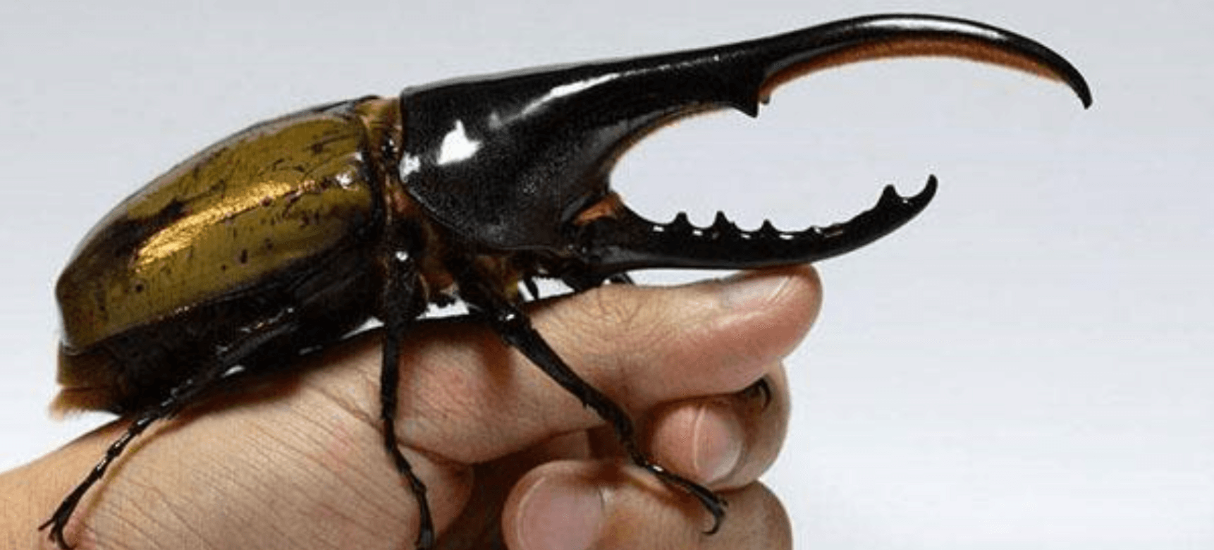 En herculesbille på en hånd for å se hvor stor den faktisk er