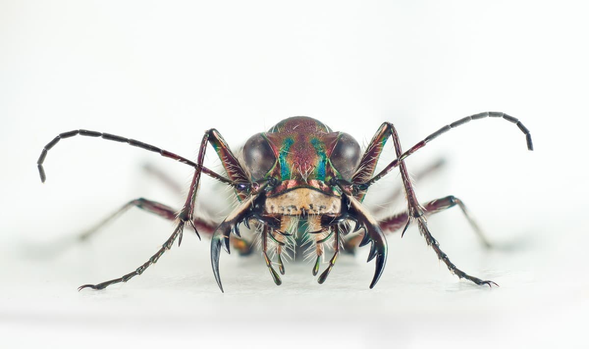 Sandjeger sett forfra