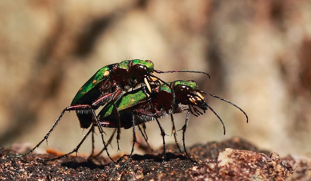 To sandjegere som knuller